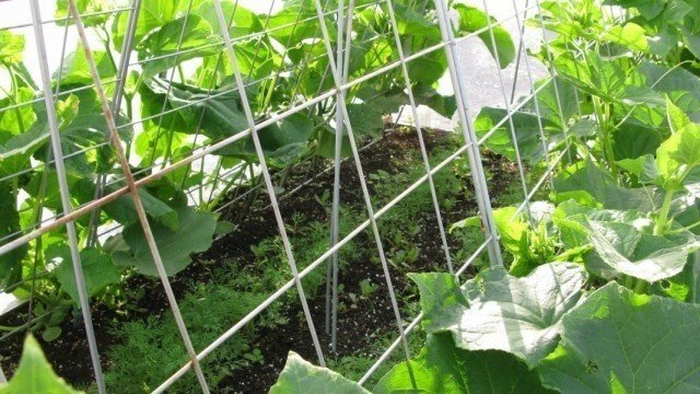 Выращивание огурцов в открытом грунте