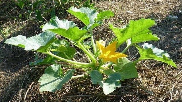 Как выращивать и ухаживать за патиссонами в открытом грунте