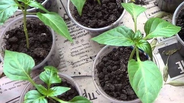 Технология посадки и выращивания горького перца из семян