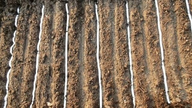 Основы выращивания урожая редиса в теплице