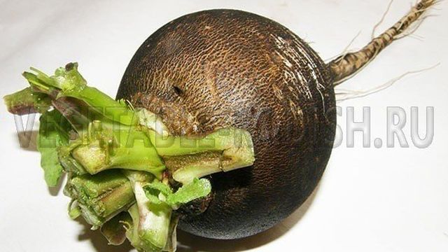 Салат из черной редьки — как приготовить вкусное блюдо