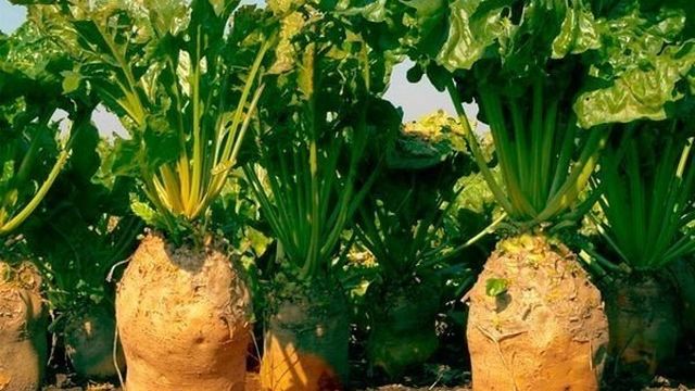 Как посадить и вырастить отличный урожай кормовой свеклы