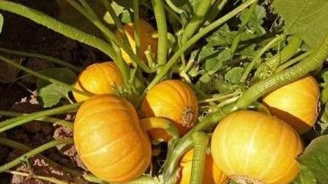 Тыква «Кустовая оранжевая»: описание и фото, особенности выращивания