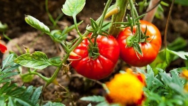 Характеристика и описание сорта томата Лабрадор, его урожайность