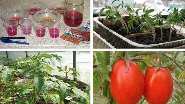 Характеристика и описание сорта томата Новичок, выращивание и уход