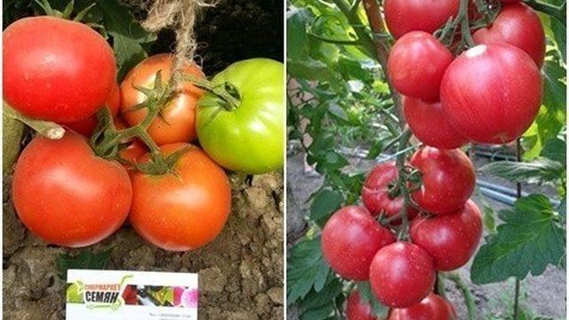 Характеристика и описание сорта томата Пинк Клер, его урожайность