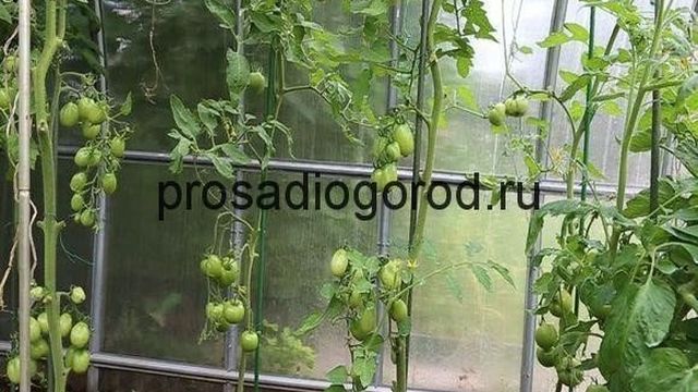 Правильная посадка рассады томатов в теплицу из поликарбоната