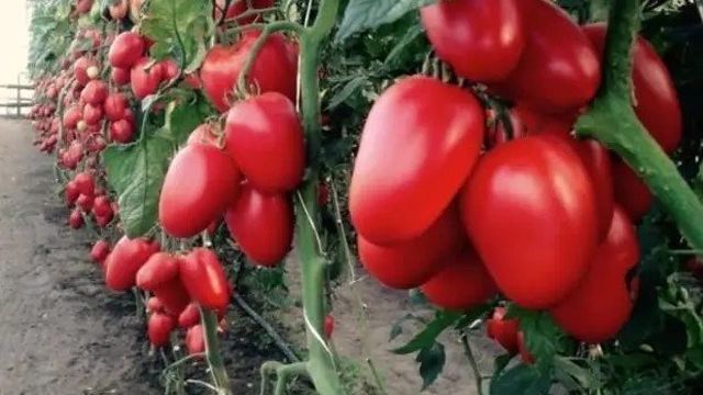 Томат Чибис: описание сорта, рекомендации по выращиванию