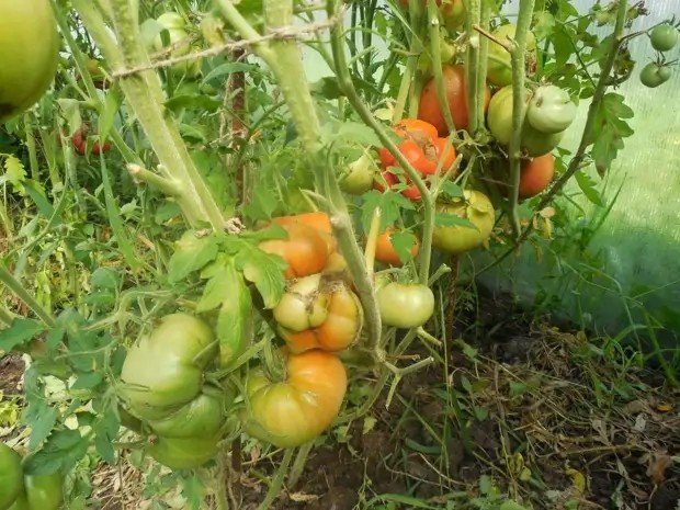 Семена томаты снежный барс