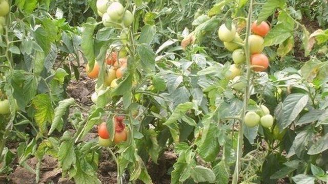Высокорослые томаты. Сорта, выращивание и уход