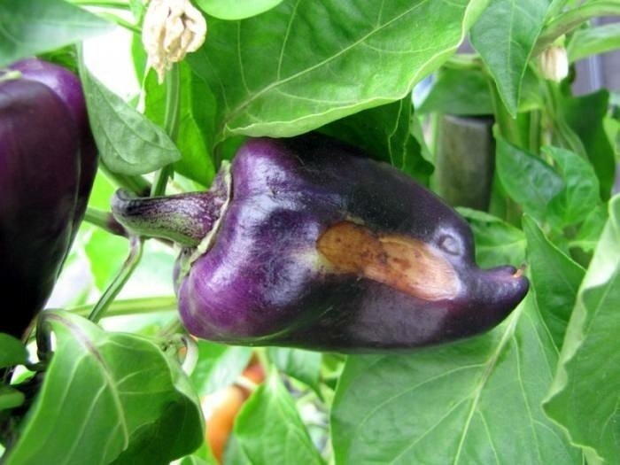 Перец сладкий болгарский пурпурный колокол