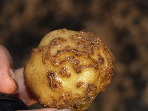 Обыкновенная парша картофеля возбудитель
