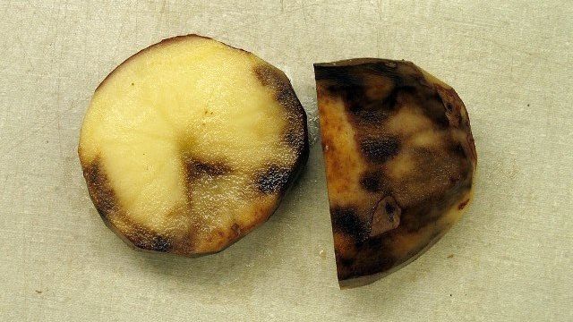 Самые опасные болезни картофеля