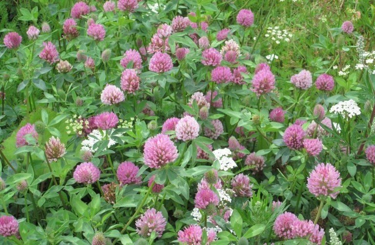 Клевер луговой trifolium praténse