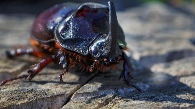 Фото и описание жука-носорога: как выглядит и чем питается насекомое, сколько живет и чем опасен для человека