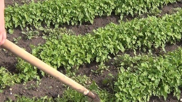 Как избавиться от проволочника в картошке