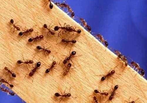 От муравьев в доме