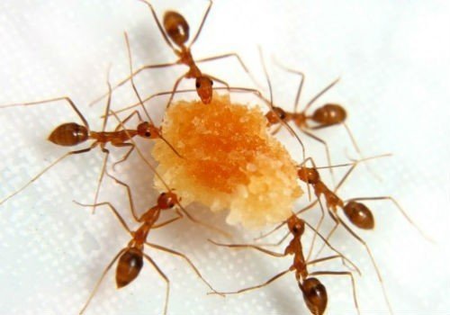 Рыжие домовые муравьи