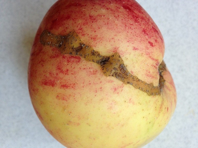 Яблоко, поврежденное гусеницей