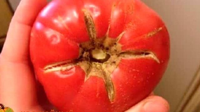 Почему трескаются помидоры при созревании в теплице