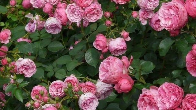 Чем подкормить розы для пышного цветения