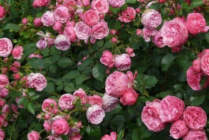Роза розе де молинард