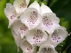 Белая наперстянка цветы