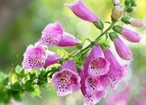 Наперстянка цветок тычинки