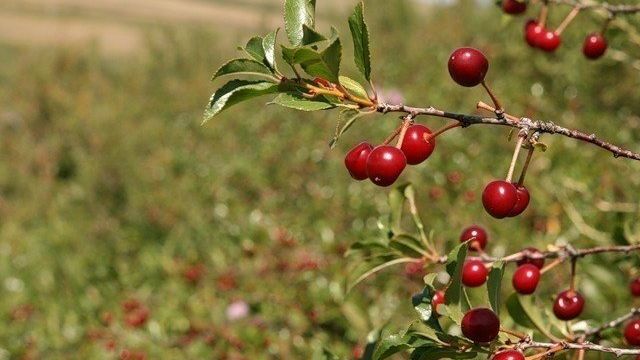 Как повысить урожайность вишни в сибири