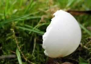 Гигантские грибы белого цвета