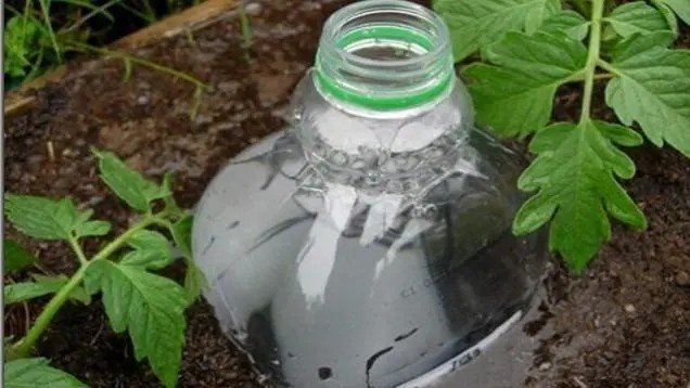 Полив помидор через пластиковые бутылки