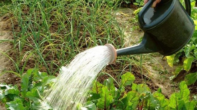 Виды и способы полива огородных и садовых культур