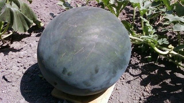 Описание арбуза сорта Огонек, его выращивание в открытом грунте и теплице, сроки созревания