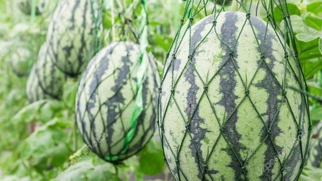 Секреты выращивания арбузов в теплице из поликарбоната