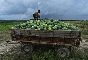 Сбор урожая арбузов