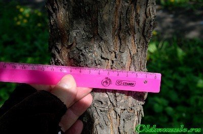 Измерение диаметра дерева