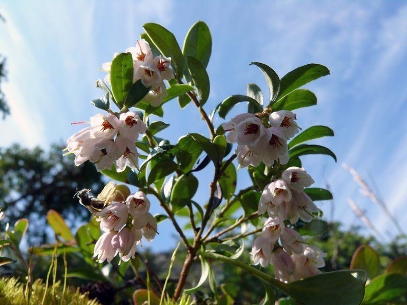 Vaccinium vitis-idaea цветок