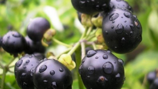 Санберри — солнечная ягода: выращивание и польза для здоровья