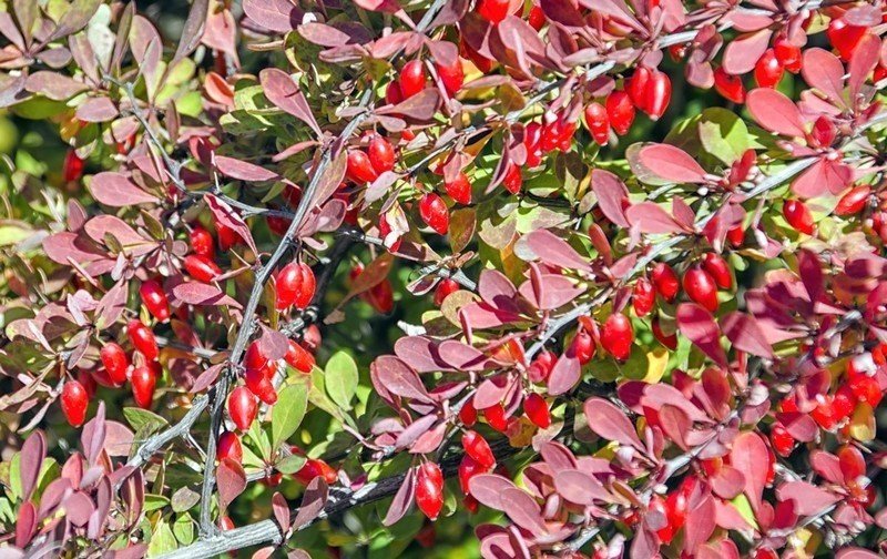 Барбарис обыкновенный berberis vulgaris