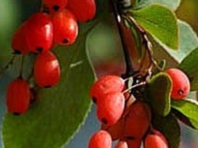 Барбарис плод ягода