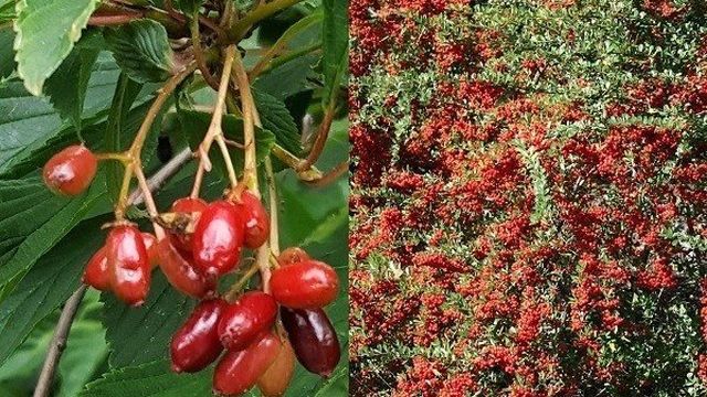 Кустарники с красными ягодами