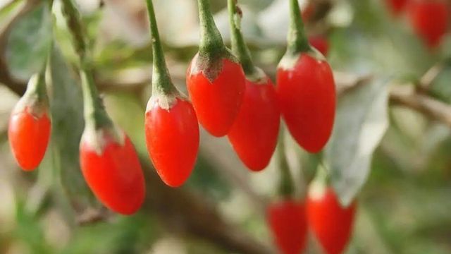 Полезные ягоды годжи: выращивание, применение и противопокзания