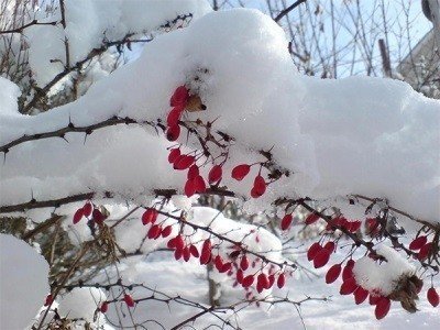 Барбарис обыкновенный зимой