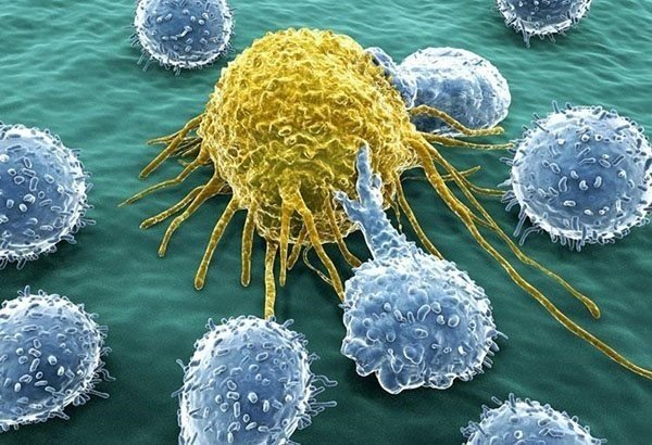 Т-лимфоцит атакует раковую клетку