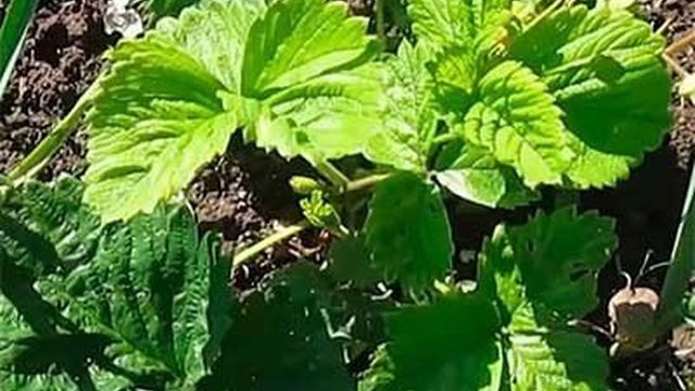 Клубника Максим — характеристика, уход, выращивание и посадка клубники особого сорта