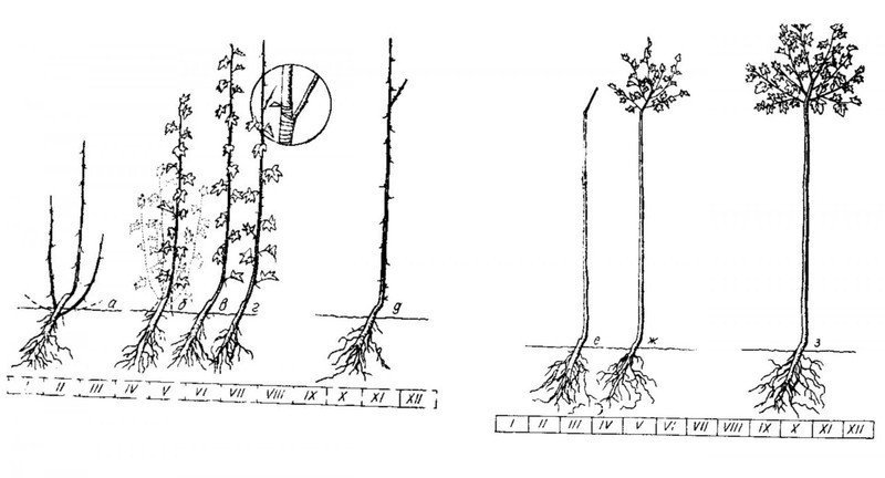 Схема формирования штамбовых деревьев