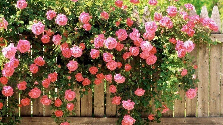 Роза плетистая розовая