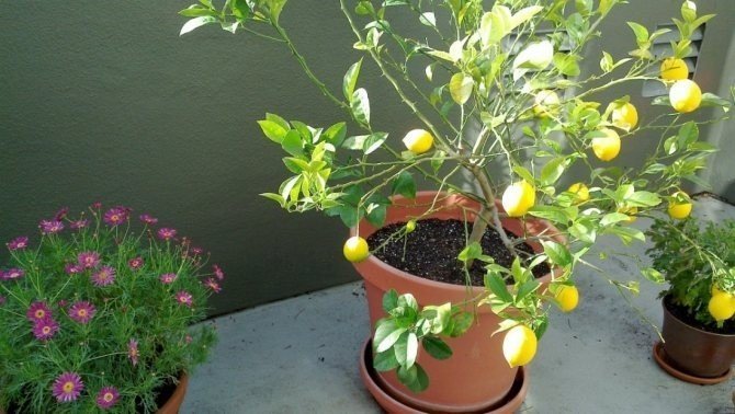 Лимонное дерево в горшке