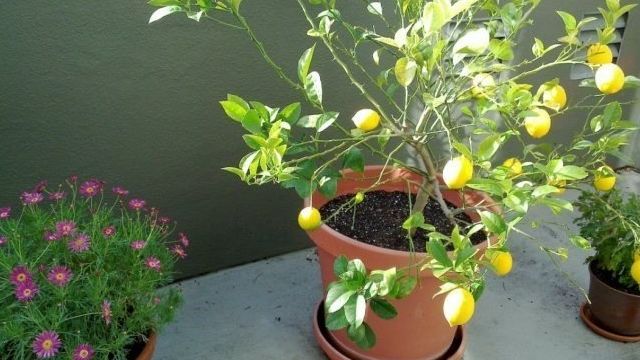 Можно ли пересаживать лимон во время цветения