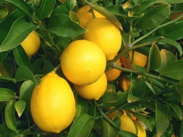 Лимон сорт мейер